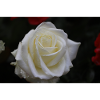 rose blanche