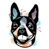 Boston Terrier