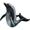 Dolphin in Night Light Silhouette Art