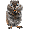 Hamster