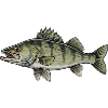Zander Predator Fishing