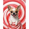 Chihuahua in Candy Swirl