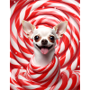 Chihuahua Candy Swirl