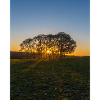 Temple Newham tree sunrise