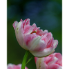Tulip Close UP