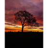 Colourful Sunrise Sky lonely Tree silhouette