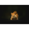 Fluffy Squirrel Ray of Hope
