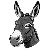 Curious Donkey – Charming & Funny