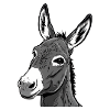 Donkey Head – Expressive & Sympathetic