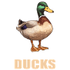 Canards Canard