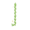 Vertical Christmas fern spiral