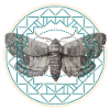 Moth Sacred Geometry