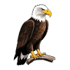 Imperial eagle on branch