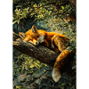 Sleeping Fox in Sunlit Forest