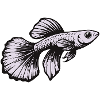 White Guppy Design – Aquarium Fish