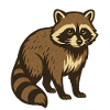 Raccoon Drawing
