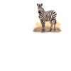 Zèbres Zèbre
