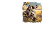 Zebras Zebra