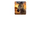 Zèbres Zèbre