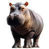 Nilpferd Flusspferd Mama Hippopotamus Cooles Hippo