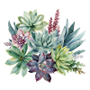 Pastel succulentes Aquarelle Design