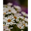 Daisies Flowers
