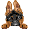 Shy peeking German Shepherd puppy