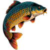 Jumping Carp