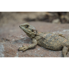 Desert Bearded Dragon on Rock