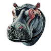 Nilpferd Flusspferd Mama Hippopotamus Cooles Hippo