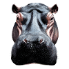 Nilpferd Flusspferd Mama Hippopotamus Cooles Hippo
