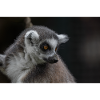 Ring Tailed Lemur