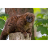 Red Titi Monkey