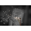Dandelion blowing in the wind