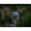 Bees on Purple Globe Thistle
