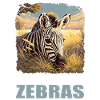 Zèbres Zèbre