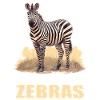 Zèbres Zèbre