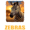 Zèbres Zèbre