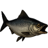 Stylish fish with an open mouth