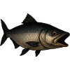Detailed fish for anglers