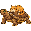 _katze-Dormir-sur-la-tortue-Amis-mignons