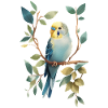 Budgerigar