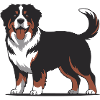Bernese Mountain Dog