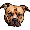 Staffordshire Terrier Head