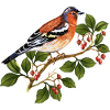 Bunter Vogel