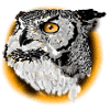 Night Owl Portrait