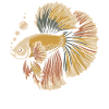 Betta Farbexplosion Fisch