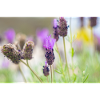 Delicate Lavender in Bloom