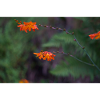 Orange Bloom on Arching Stem
