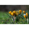 Gros plan de fleurs